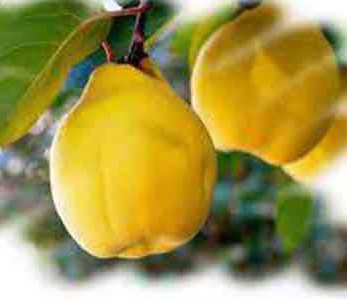 قیمت نهال به لیمو