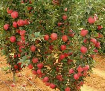 قیمت نهال سیب پایه کوتاه - سیب پایه مالینگ
