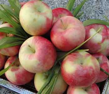 قیمت نهال سیب گلاب