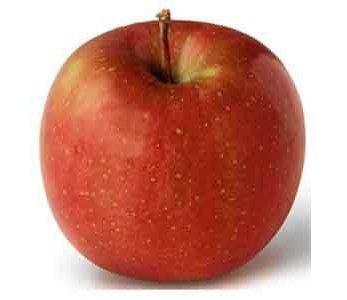 قیمت نهال سیب فوجی